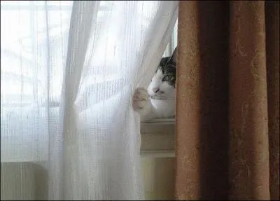 Qui vous regarde discrtement ?