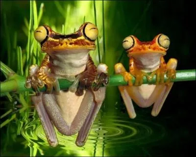 Le crapaud est le mle de la grenouille.