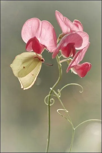 Voyez-vous un animal sur cette photo ?