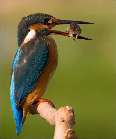 Quel oiseau est un bon indicateur naturel de la qualit d'un milieu aquatique ?