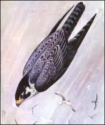 Quel est cet oiseau en piqué ?
