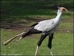 Comment s'appelle ce rapace ?