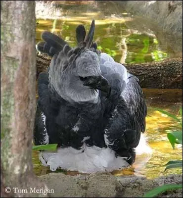 Comment s'appelle ce rapace ?