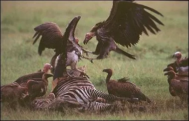 Comment s'appellent ces rapaces s'acharnant sur ce zbre ?
