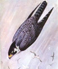 Quiz Rapaces