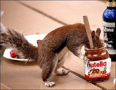 Quel est le régime alimentaire habituel de l'écureuil ?
