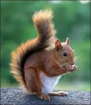 De quelle espce est cet cureuil ?