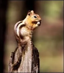 Quelle est l'espce de celui-ci ?