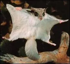 Donc, le dernier est un...