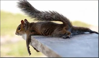 Quelle socit a choisi un cureuil comme emblme ?