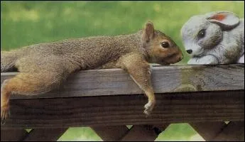 Les cureuils sont connus pour...