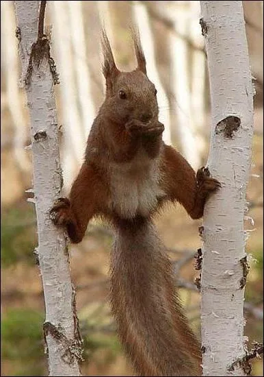 L'cureuil participe activement  la plantation de nombreux arbres. Quelle caractristique fait de lui un acteur important dans l'cosystme ?