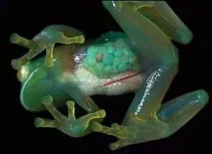 Cette grenouille  la particularit d'avoir la peau compltement transparente.