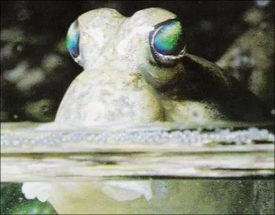 Je suis  periophtalme , connu galement sous le nom de ...