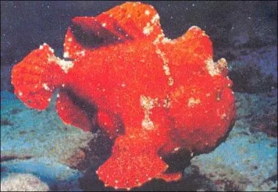 Son nom scientifique est  Antennarius panamensis . Beaucoup plus connu sous son nom vulgaris, qui est :