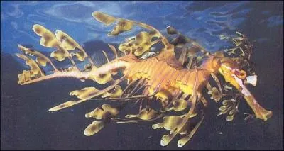 Cousin de nos hippocampes et champion de la dissimulation je suis...