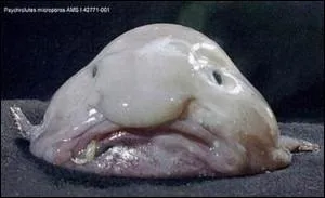 Espce de poisson vivant dans les eaux profondes (entre -600 et -1 200 mtres) au large des ctes australiennes et tasmaniennes.