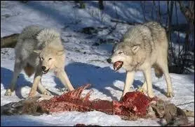 Que peut manger un loup quand il est vraiment affam ?