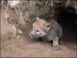 Combien une louve peut-elle avoir de petits par porte ?