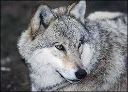 Le loup gris est-il en voie de disparition ?