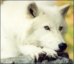 A quel ge la louve atteint-elle sa maturit sexuelle ?