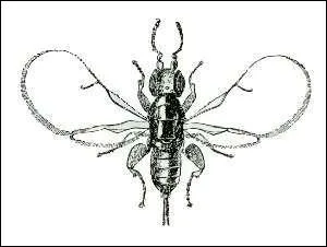 De quelle plante le blastophage est-il l'insecte pollinisateur ?