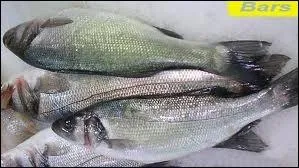 Quels sont ces poissons ?