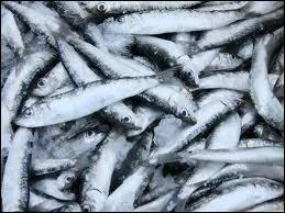 Quels sont ces poissons ?