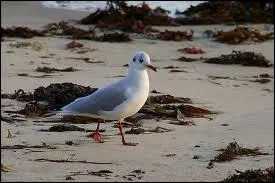 Quels oiseaux trouvent-ont gnralement au bord de la mer ?