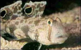 Comment s'appelle ce poisson ?