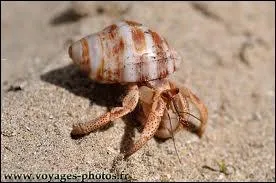 Comment s'appelle ce coquillage ?