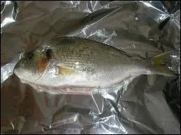 Quel est ce poisson ?