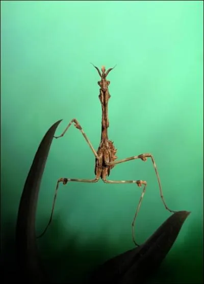 Quel mot peut qualifier un insecte et une ptisserie ?