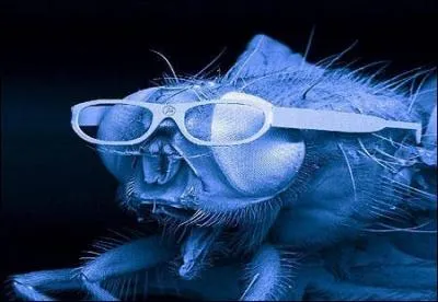 Ne vous fchez pas pour rien, et trouvez, de ces trois expressions, laquelle concerne cet insecte ?