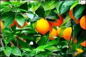 Do +faa sol laaa sol faa ré dooo / Fa fa fa mi faaa sol la si(b) la sool / Sol laa si(b) +dooo si(b) la sool fa laaa / Sol faa ré dooo fa faa sol faaa...