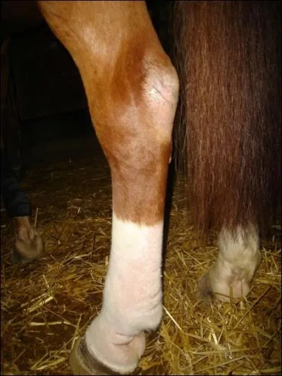 Comment appelle-t-on les jambes arrire du cheval ?