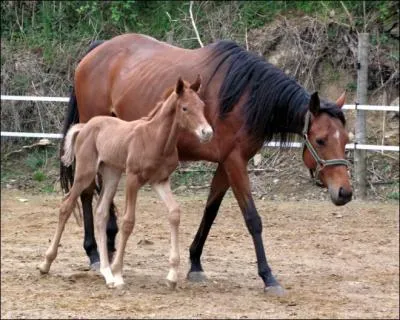 Comment appelle-t-on la femelle du cheval ?
