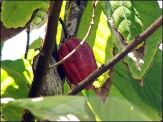 Comment se nomme le fruit du cacaoyer ?
