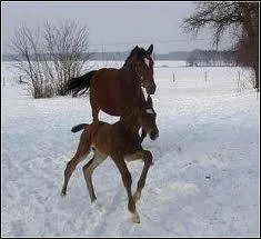 Donne la dfinition de l'impulsion.
