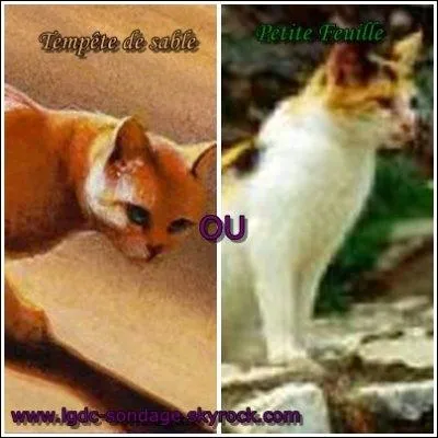 De qui tombe-t'il amoureux en premier ?