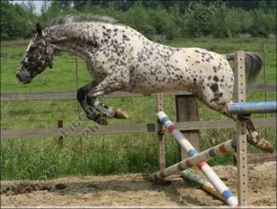 Quel est l'obstacle que cet appaloosa est en train de sauter ?