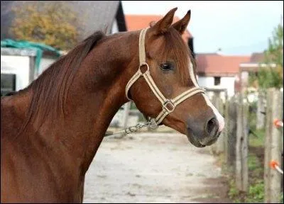 Quelle est cette robe ?