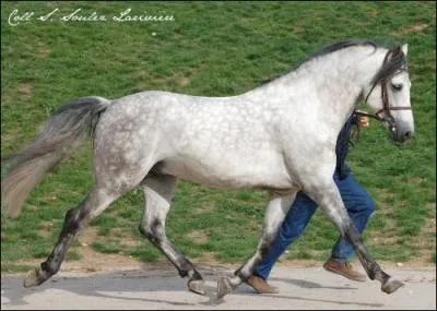 Le connemara est ...