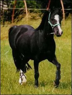 Les chevaux appartiennent  la famille ...