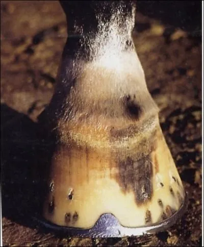 Est-ce un antrieur ou un postrieur ?