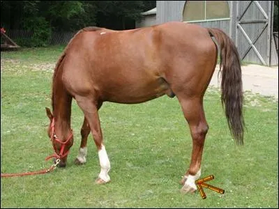 Comment s'appelle cette partie de la jambe ?