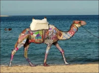 O pouvez-vous observer le plus grand nombre de dromadaires sauvages, dans le monde ?