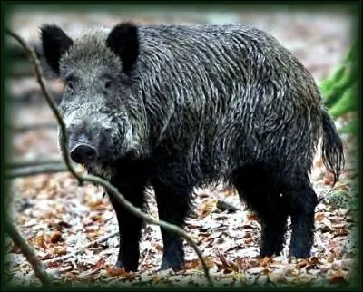 Lors d'une battue aux sangliers, la personne qui voit l'animal doit crier :