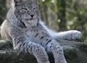 Quiz Le Lynx Boral