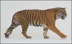 Le Lynx est beaucoup plus inoffensif que le Tigre.